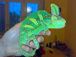 Chameleon Jemenský