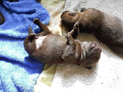 Labradorský retriever s PP čokoládová barva