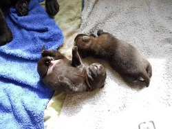 Labradorský retriever s PP čokoládová barva