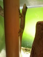 Felzuma madagaskarská