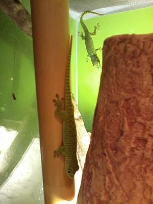 Felzuma madagaskarská