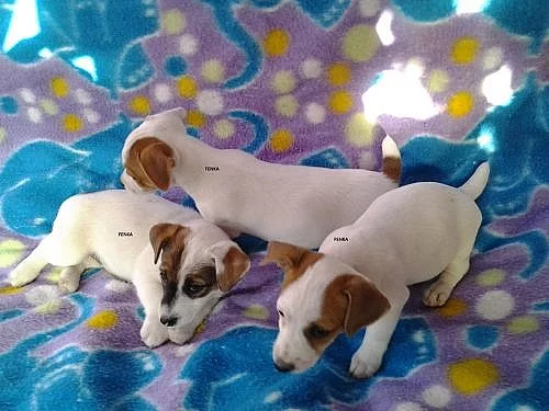 Jack russel terier