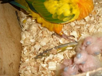 aratinga