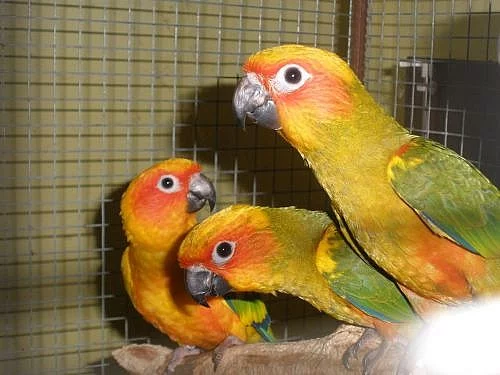 aratinga