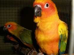 aratinga