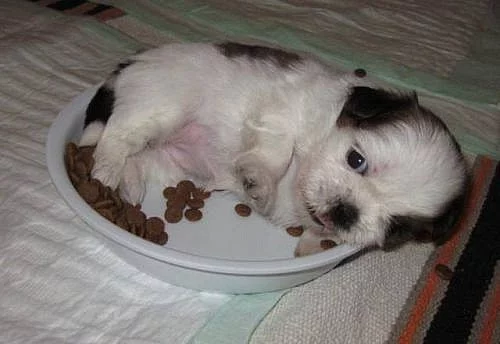 Shih-tzu - krásná štěňátka s PP