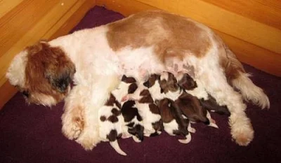 Shih-tzu - krásná štěňátka s PP