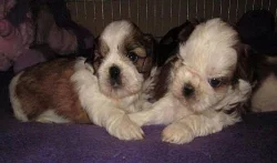 Shih-tzu - krásná štěňátka s PP
