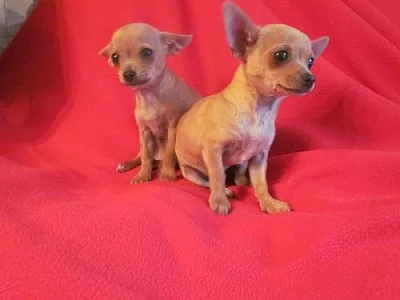 čivava štěnátka-chihuahua