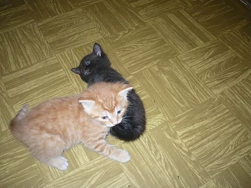 Daruji krásná a zdravá koťátka do dobrých rukou.