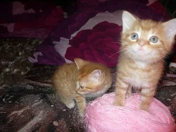 Daruji krásná a zdravá koťátka do dobrých rukou.