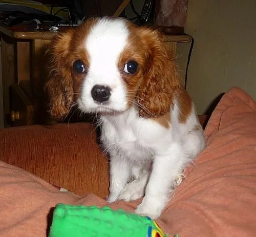Kavalír King Charles Spaniel štěně, pejsek