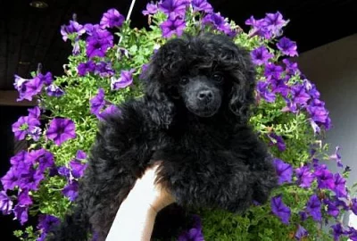 Pudl černý toy - fenečka s PP