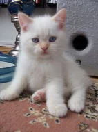 Britská koťata s PP - super cena