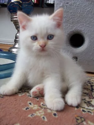 Britská koťata s PP - super cena