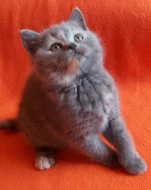 Britská koťata s PP - super cena