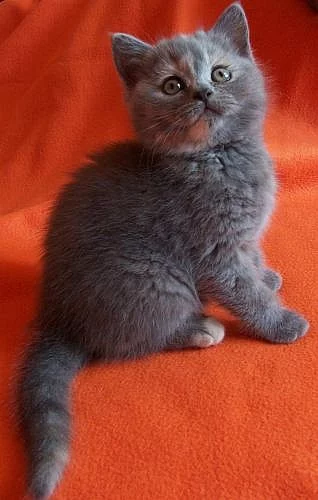 Britská koťata s PP - super cena