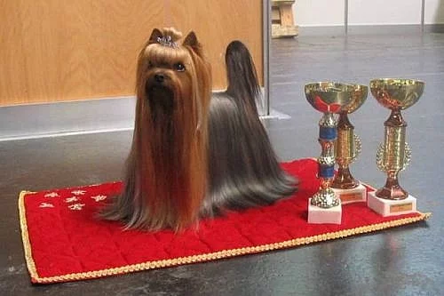 Jorkšírský terrier s PP - pes/fenka