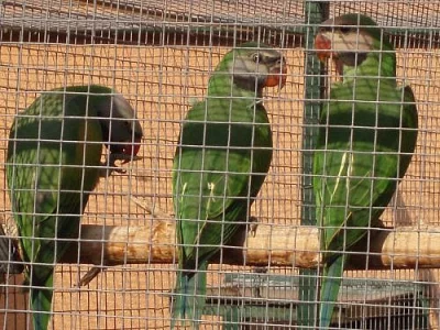 alexandr růžový vousatý