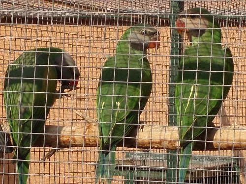 alexandr růžový vousatý