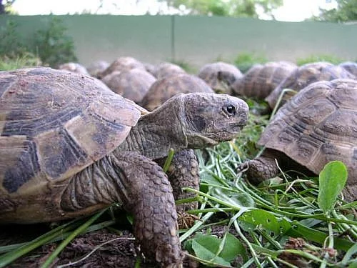 Prodám mláďata suchozemských želviček