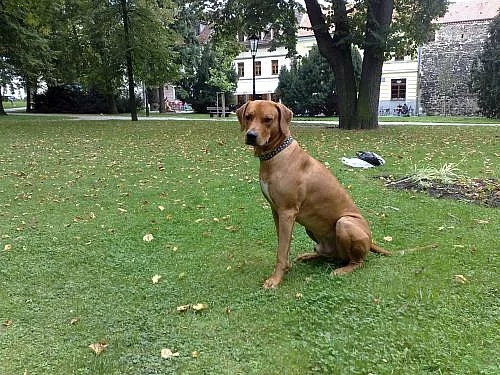 Nabídka k pokrytí Rhodezský ridgeback s PP