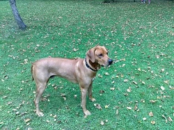 Nabídka k pokrytí Rhodezský ridgeback s PP