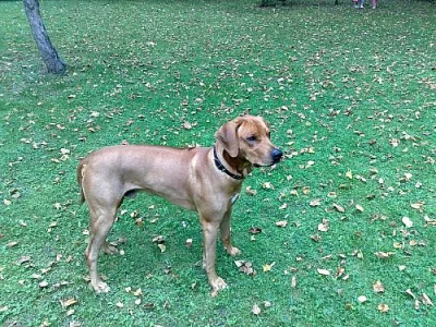 Nabídka k pokrytí Rhodezský ridgeback s PP