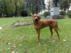 Nabídka k pokrytí Rhodezský ridgeback s PP