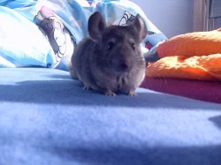 Prodám mládě činčily holku a kluka