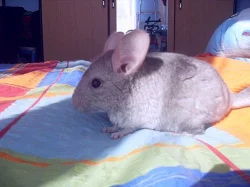 Prodám mládě činčily holku a kluka