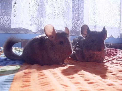 Prodám mládě činčily holku a kluka