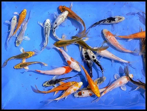 Prodej okrasných ryb