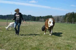 Č. straka- jalovice