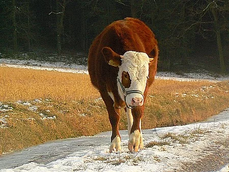 Č. straka- jalovice