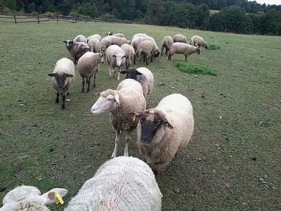 prodám ovce