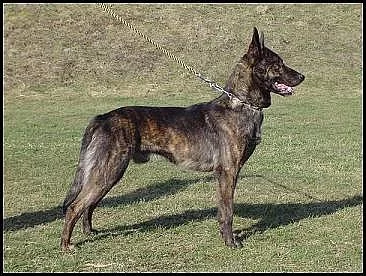 Fenky Holandského ovčáka