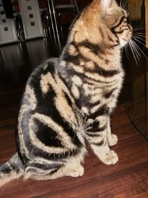 Britský Whiskas kocourek ke krytí