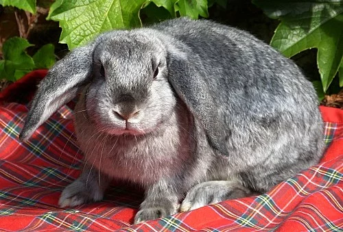 satén, teddy beránci