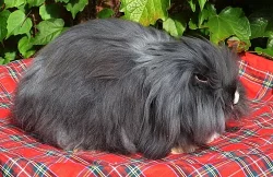 satén, teddy beránci