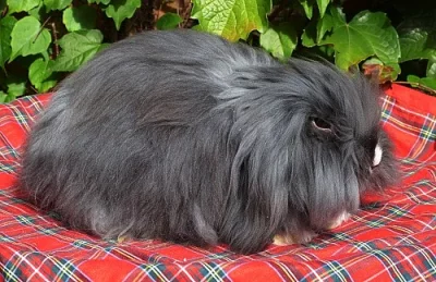 satén, teddy beránci