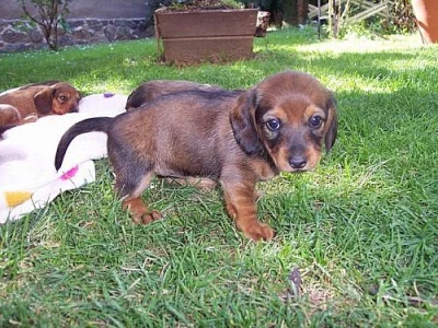 Štěňata TRPASLIČÍHO JEZEVČÍKA