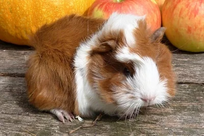 morčátka peruánci