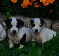 štěnátka jack russell terier