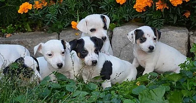 štěnátka jack russell terier