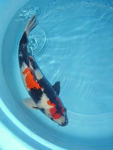 KOI JAPAN 
