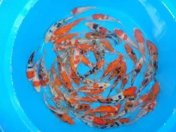 KOI JAPAN 
