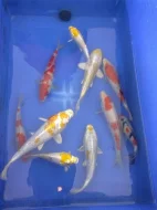 KOI JAPAN 