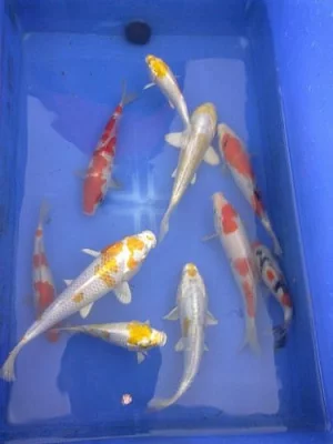 KOI JAPAN 