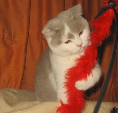 Britská vymazlená koťátka ihned k odběru!